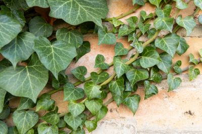 Prevent Damage to Your Body Through Ivy Removal!