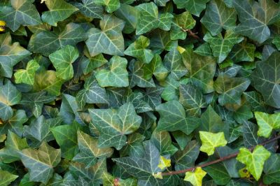 Improve the Appearance of Your Property with Ivy Removal!
