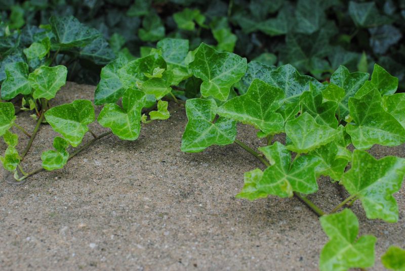 Shrub Trimming Service