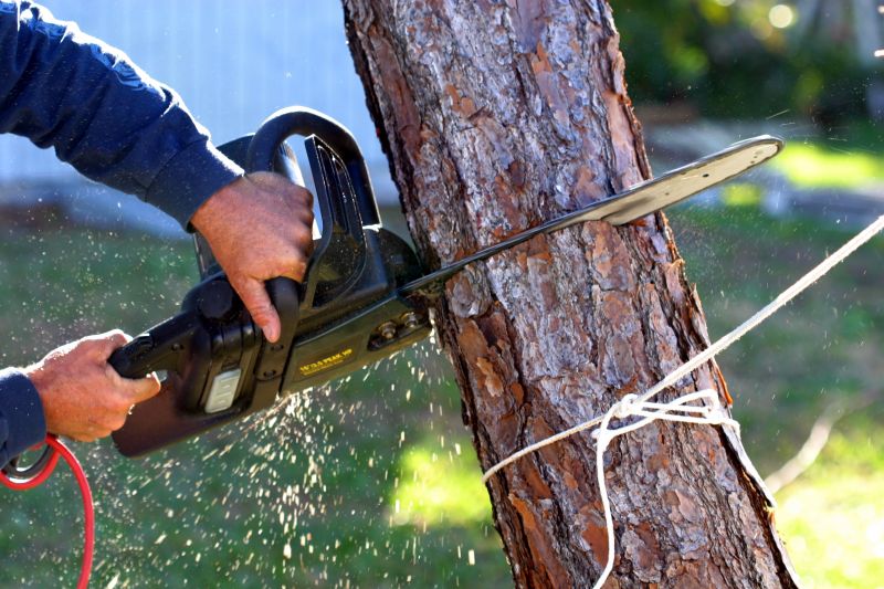 Apple Tree Removal in San Jose, CA