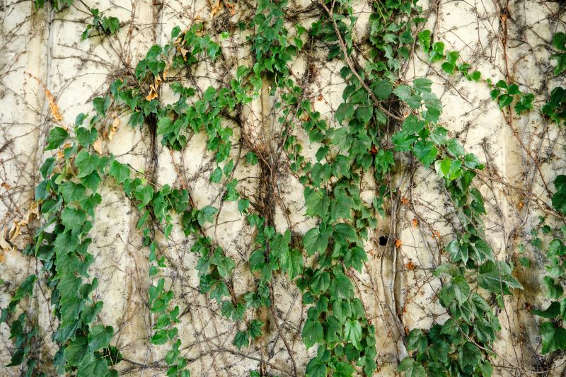 Interior Wall Ivy