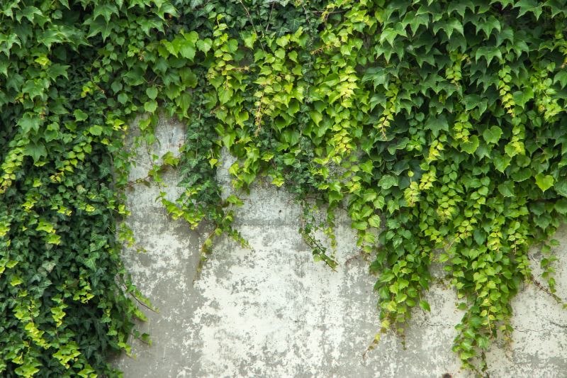 Stone Surface Ivy