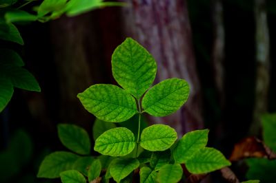 Ivy Removal Costs Explained — Cost of Ivy Removal