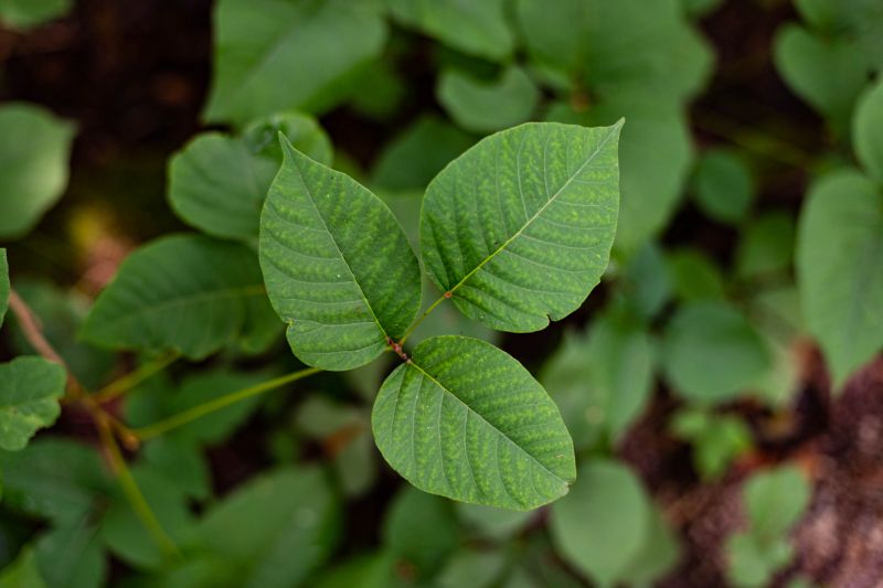 Ivy Removal Costs Explained — Cost of Ivy Removal