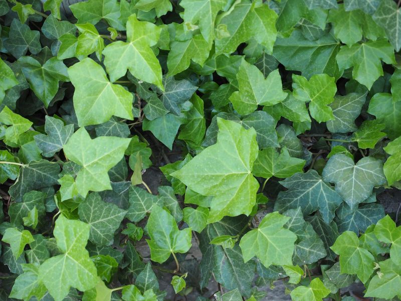 Ivy Removal