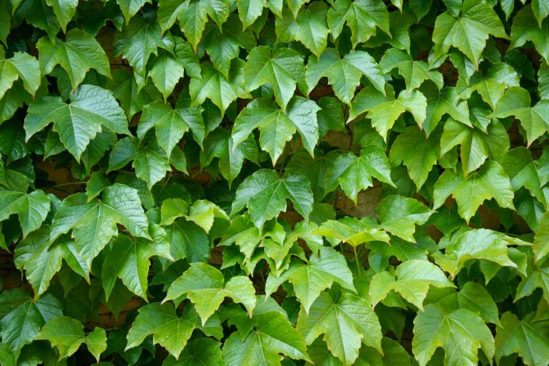 Ivy Covering a Wall