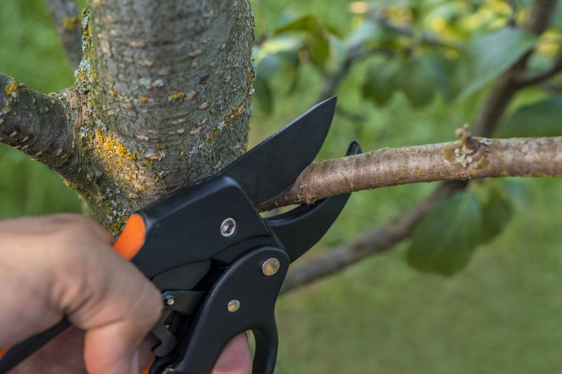 Mimosa Tree Removal in Allentown, PA