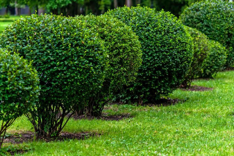 Pruned Shrubs with Clean Edges