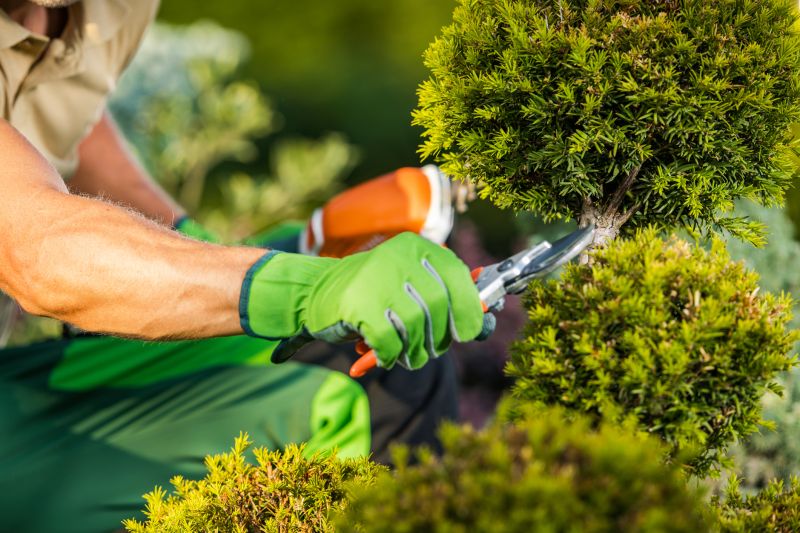 Shrub Pruning Technique